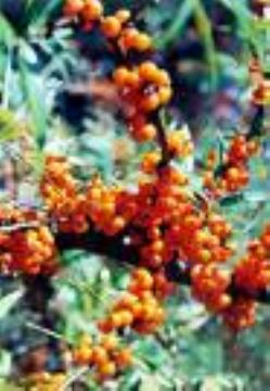 Sell  Hippophae  Rhamnoides